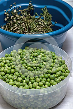 small green jurubeba fruits photo