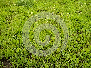 Small green lawn filled with young grass