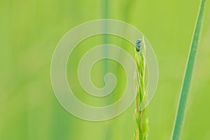 small green leaf beetle