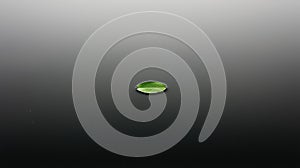 A small green leaf on a black background.