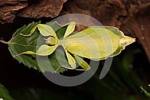 A leaf insect on a green leaf