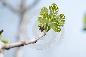 Small green leaf of Platanus acerifolia (plane tre