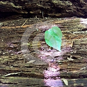Small green leaf on top of a log
