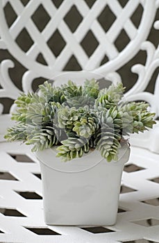 Small green leafy plants in white ceramic pots Put on a white chair.