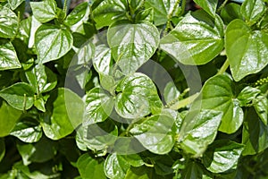 Small green leaves of Peperomia pellucida plant. tumpang air.