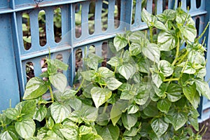 Small green leaves of Peperomia pellucida plant. tumpang air, tumpang angin or suruhan. Peperomia pellucida. photo