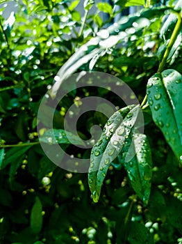 Small green leaves of small bushes full of water drops