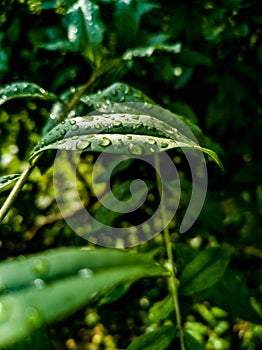 Small green leaves of small bushes full of water drops