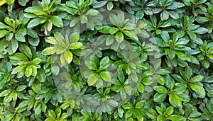 Small green leaves texture background with beautiful pattern. Clean environment. Ornamental plant in the garden. Eco wall. Organic