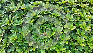 Small green leaves texture background with beautiful pattern. Clean environment. Ornamental plant in the garden. Eco wall. Organic