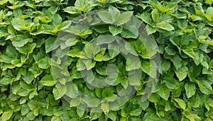 Small green leaves texture background with beautiful pattern. Clean environment. Ornamental plant in the garden. Eco wall. Organic