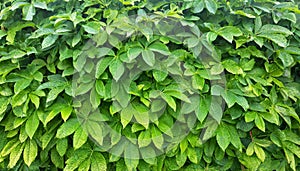 Small green leaves texture background with beautiful pattern. Clean environment. Ornamental plant in the garden. Eco wall. Organic