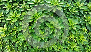 Small green leaves texture background with beautiful pattern. Clean environment. Ornamental plant in the garden. Eco wall. Organic