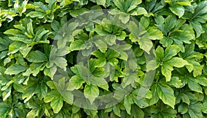 Small green leaves texture background with beautiful pattern. Clean environment. Ornamental plant in the garden. Eco wall. Organic