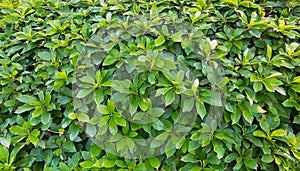 Small green leaves texture background with beautiful pattern. Clean environment. Ornamental plant in the garden. Eco wall. Organic