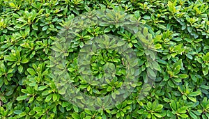 Small green leaves texture background with beautiful pattern. Clean environment. Ornamental plant in the garden. Eco wall. Organic