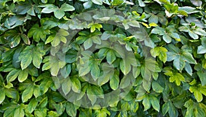 Small green leaves texture background with beautiful pattern. Clean environment. Ornamental plant in the garden. Eco wall. Organic