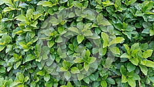 Small green leaves texture background with beautiful pattern. Clean environment. Ornamental plant in the garden. Eco wall. Organic