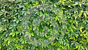 Small green leaves texture background with beautiful pattern. Clean environment. Ornamental plant in the garden. Eco wall. Organic