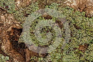 Small Green Lichen texture