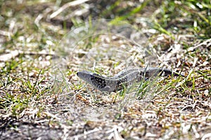 small green lizard