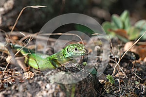 Small green lizard basking in the sun.