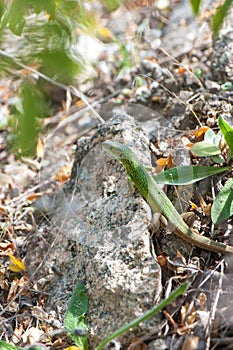 Small green lizard basking in the sun.