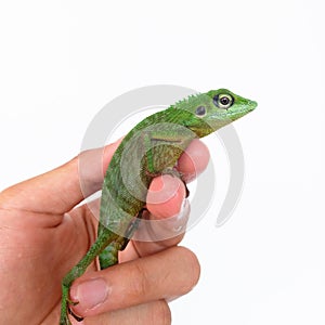 Small Green lizard (Bronchocela cristatella)