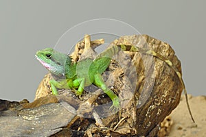 Small green lizard on log