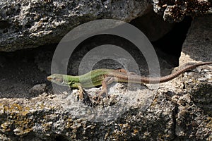 A small green lizard on a rock basks in the sun. Beautiful reptile