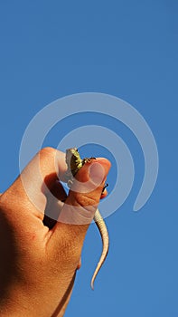 A small green lizard sits on the girl`s finger and looks at her against the background of a blue clear sky with a place to insert