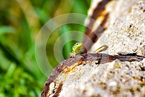 A small green llizard looking