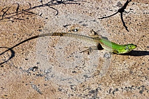 A small green llizard looking
