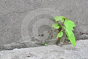 Small green maple tree are growing on road near old cement wall with rough deep cracks on stucco surface.
