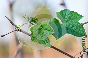 Small green marrow with flower growing on the vegetable bed