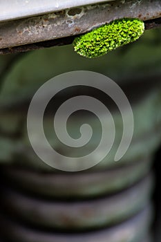 Small green moss clump growing on machinery