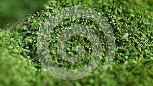 Small green moss naturally occurring in the rainy season. Close up green background.