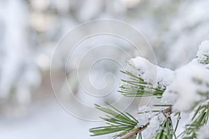Small green natural pine tree branch frosty covered with ice