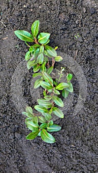 Small green new plant in ground, growing young plant in earth, new life,gardening,spring,seedling,nature concept with