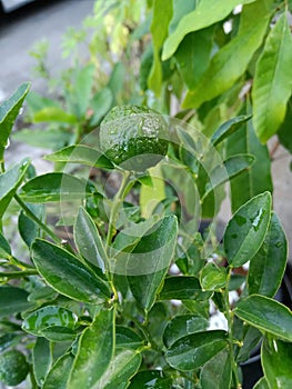 small green orange fruit still wet after the rain on the tree stem