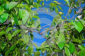 Small green oranges on the tree and blue sky background, summer