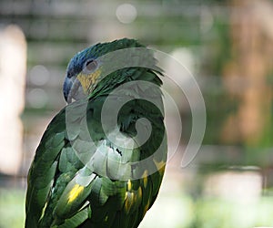 Small Green Parrot In Cage