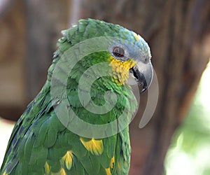 Small Green Parrot In Cage