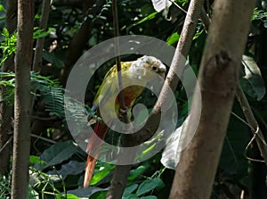 Small Green Parrot Hidden in Branches