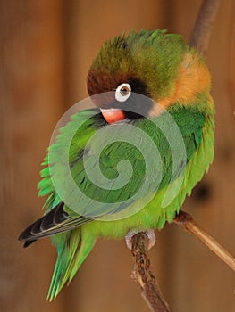 Small green parrot - Lovebird, Agapornis photo
