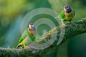 Small green parrot which is a resident breeding species from southeastern Mexico to north-western Colombia