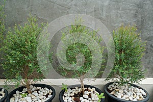 small green pine pots with loft cement wall to decorate the house