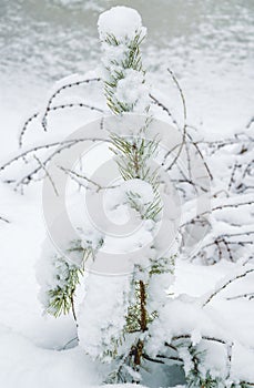 Small green pine tree covered with snow and ice among snowdrifts at a frozen river