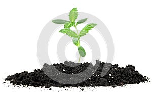 Small green plant of cannabis in a mound of soil on white background. Concept of growing