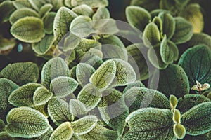 Small green plant closeup macro beautiful detail of leaves texture pattern for natural background